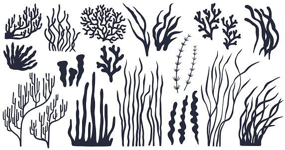 Diverse array of seaweed silhouettes for nautical themes, marine biology illustrations, and educational materials, offering a variety of shapes and sizes to enhance any ocean-related design.