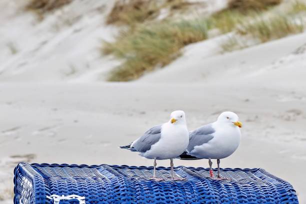 Möwen am Strand beobachten das Treiben
