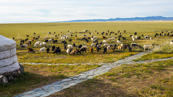 Drone point of view Mongolian pasture steppe with blue sky
