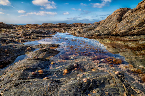 Seaweed clings to rocks in a tidal rock pool at low tide on the Northumberland coast in England with misty Farne Islands on the horizon.
