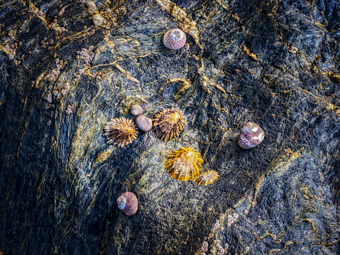 Shellfish grip rocks at low tide near Falmouth, England, United Kingdom