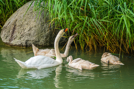 Life on lake, swan family with goslings eats green reeds on lake, big stone in water