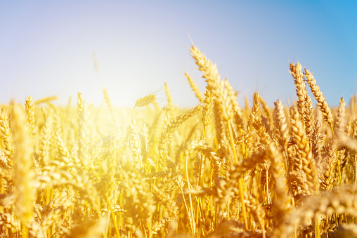 Beautiful harvest of ripe golden wheat,rye ears under a clear blue sky,sunrise background.Close-up.Selective focus.