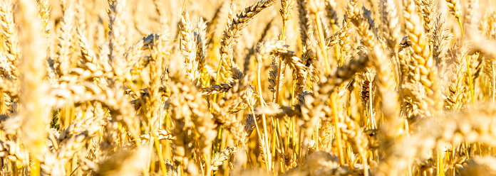Gold background wheat ears and free space for text.Background of ripening ears of wheat field.Banner,advertisement.