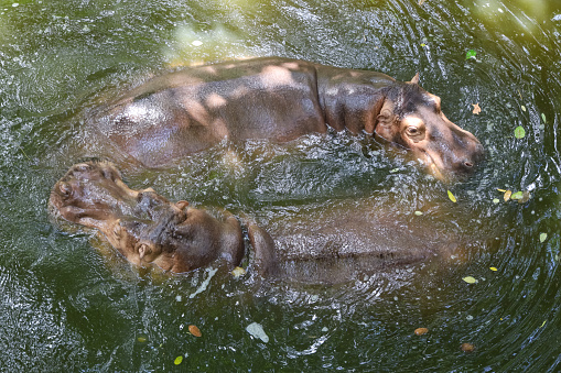 The hippopotamus is swim and rest In the river