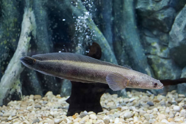 istock Close up the snakehead fish in fish tank 2149997460
