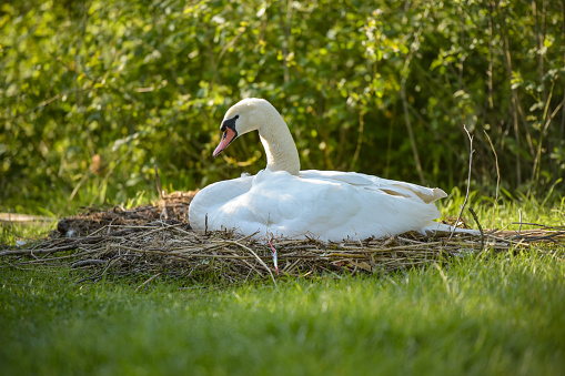 A swan resting on its nest on a spring day in march.