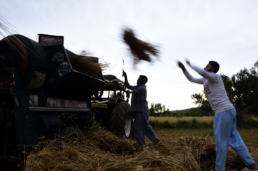 rawalpindi, pakistan: woman farmers busy in harvest a wheat field  to earn her livelihood for support her family on the outskirts of rawalpindi  on wednesday, april 23, 2024