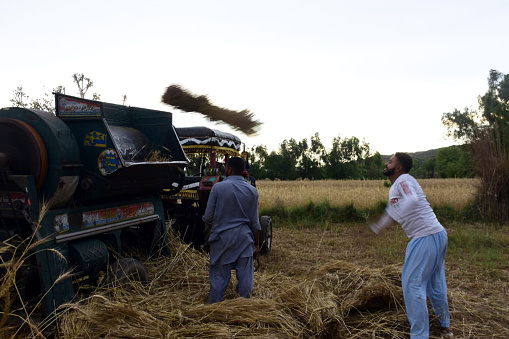 rawalpindi, pakistan: woman farmers busy in harvest a wheat field  to earn her livelihood for support her family on the outskirts of rawalpindi  on wednesday, april 23, 2024