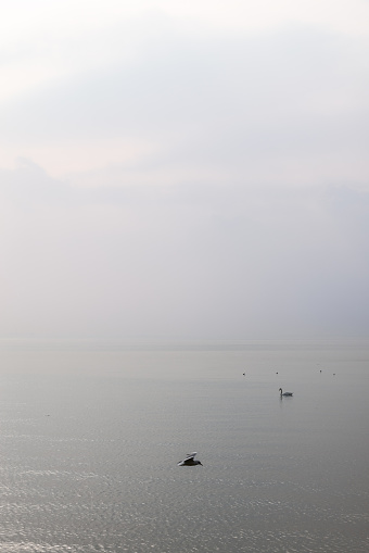 An ethereal Lake Garda morning is brought to life with a swan grace and a seagull flight through the gentle mist, creating a dynamic yet peaceful scene