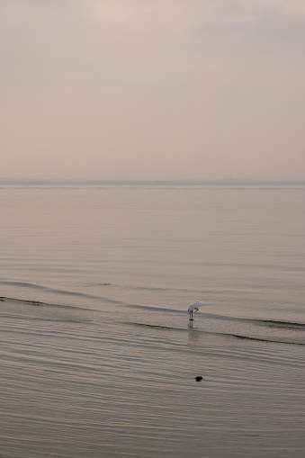 In the muted glow of sunset at Lake Garda, a heron spreads its wings, a lone figure amidst the ripples, the evening tranquility (Vertical photo)