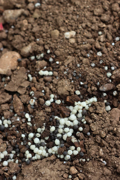istock White granular fertilizer on a agricultural field 2149998288