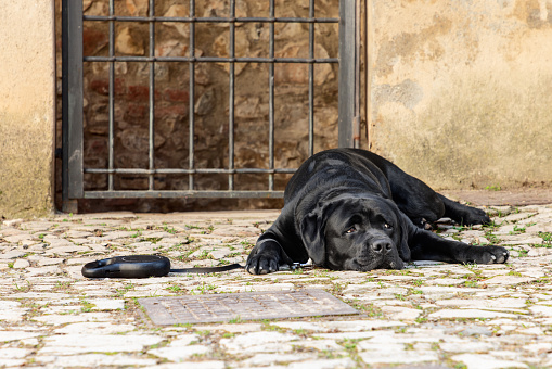 A black Labrador retriever lies sprawled on a cobblestone path, exuding a sense of boredom as it patiently waits beside its leash