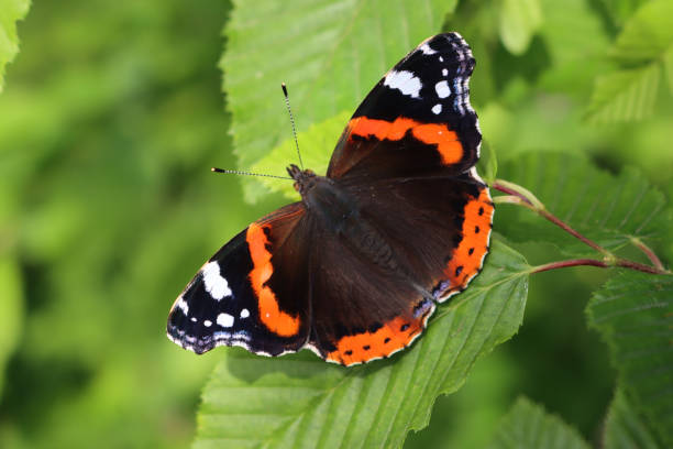 istock Vanessa Atalanta butterfly on a green leaf. . Red admiral butterfly 2149998337