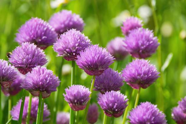 Allium Schoenoprasum blooming- Wild Chives, Flowering Onion, Garlic Chives, Chinese Chives, Schnittlauch Allium Schoenoprasum blooming- Wild Chives, Flowering Onion, Garlic Chives, Chinese Chives, Schnittlauch schnittlauch stock pictures, royalty-free photos & images
