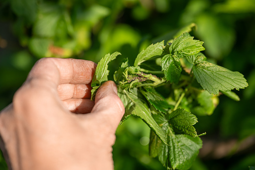 A human hand examines the aphid infested currant leaves in need of spraying and pest control. Diseases of plants.