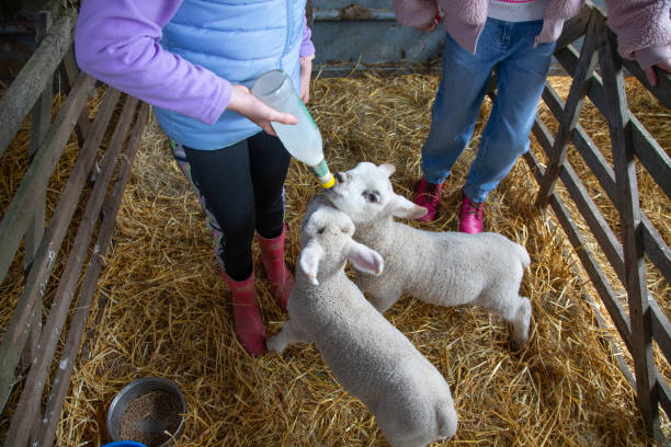 istock Newborn lambs drink milk 2149999906