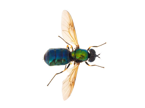 istock Broad Centurion fly isolated on white background, Chloromyia formosa female 2149999995