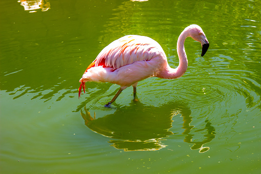 Lone Flamingo Walking In Pond At Local Zoo