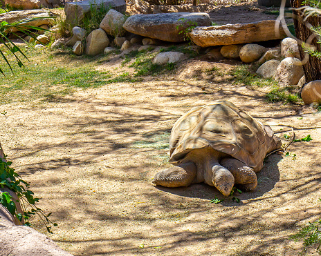 Large Shell Tortoise Eating Green Leaves At Local Zoo