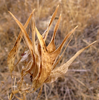 Dry, brown, open seed pods