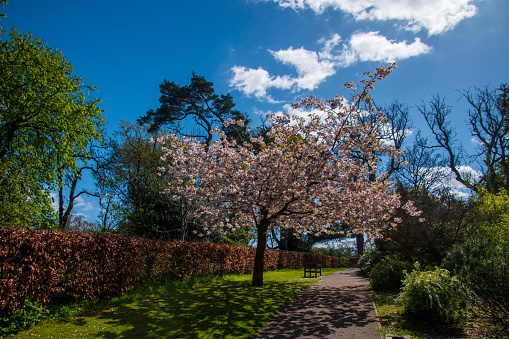 A single cherry tree in gentle pink blossoms in a public park surrounded by green plants,  alley in a middle,  in a sunny day in April in Scotland