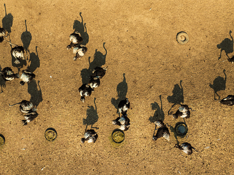 Drone view herd of ostrichs on the field of ostrichs farm - Ninh Hoa district, Khanh Hoa province, central Vietnam