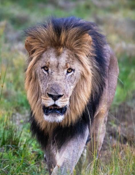 istock MALE LION 2150001878