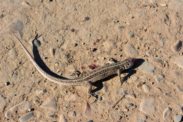 a lizard that is laying on the ground