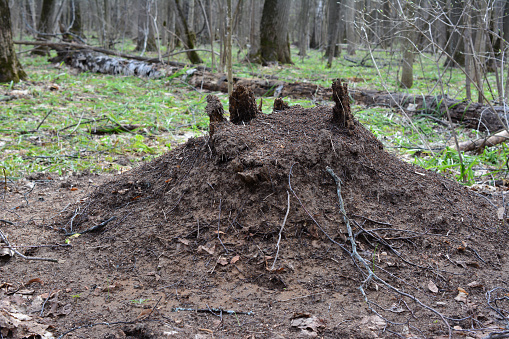 an anthill in the woods with a tree stump on the top