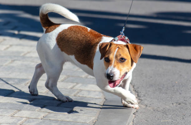 istock A dog on a leash walks along the sidewalk slabs 2150002143
