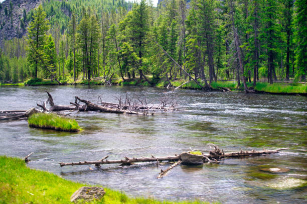 Yellowstone River, Yellowstone National Park.