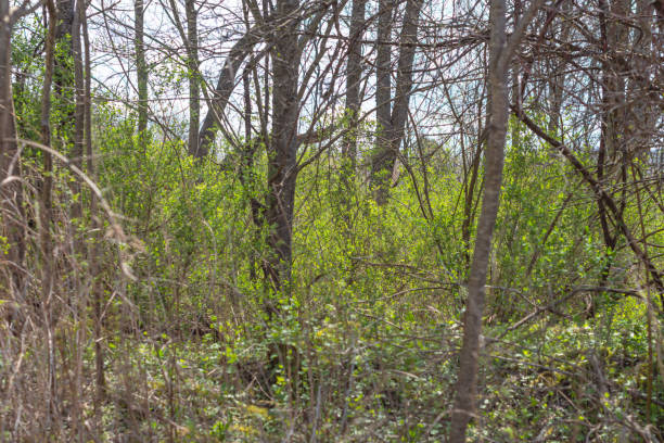 Copy space fresh early spring bloom river park, spring background