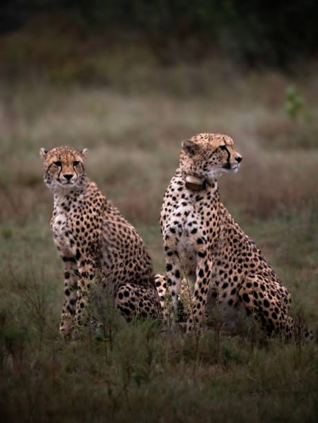 istock Cheetah mum and her cub 2150002554