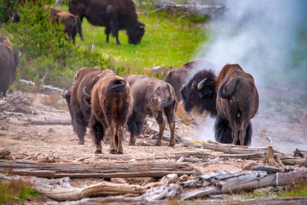 Bisons in the Yellowstone national park.