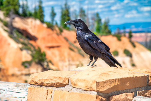 A black bird at Bryce Canyon National Park in summer season, Utah.
