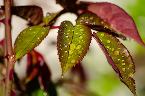 Hojas de rosal con gotas de agua en primavera. Castilla y León
