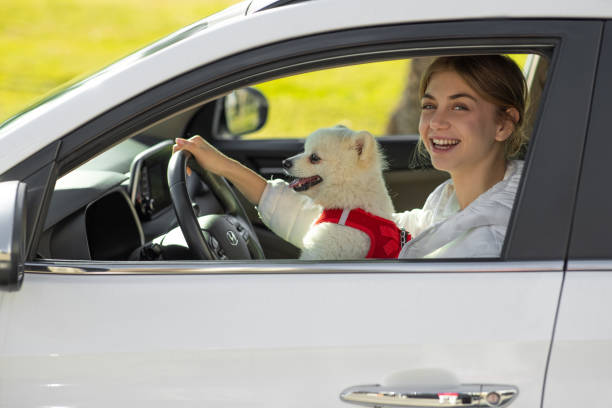 istock Her dog in a car on travel 2150002914