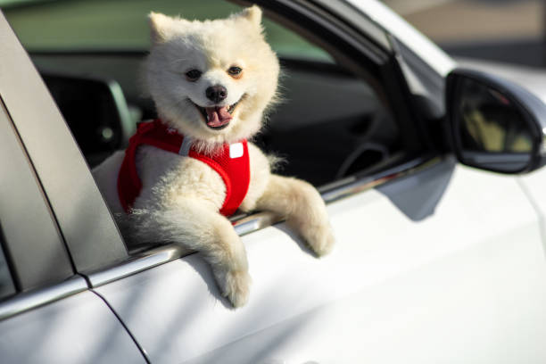 Cute small dog looking out from window in car