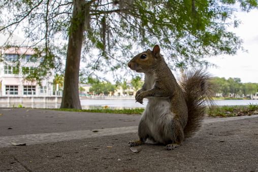 A friendly squirrel poses at the base of a tree trunk along the lakeside path in Celebration (Kissimmee), Florida.