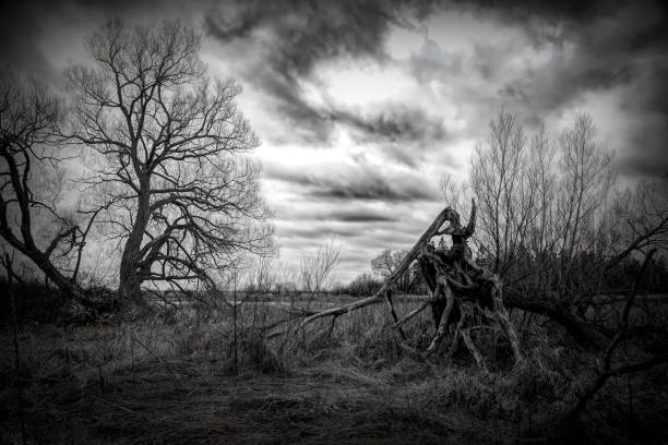 Old Oak Tree