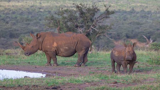 A White Rhino female and calf wait by water in the setting sun