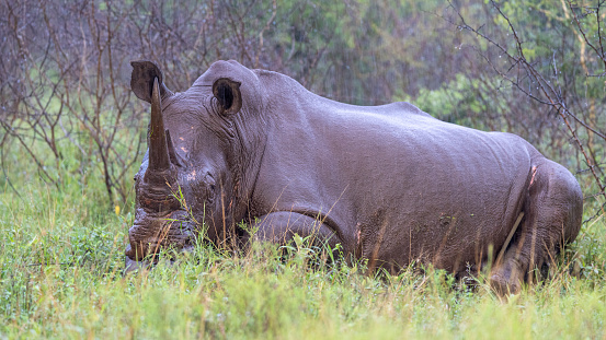 A White Rhino rests in the heavy rain in South Africa
