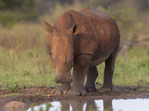 A White Rhino watched the camera as it contemplates getting a drink. To the bottom left is an Oxpecker bird. Taken in Umfolozi in March 2024