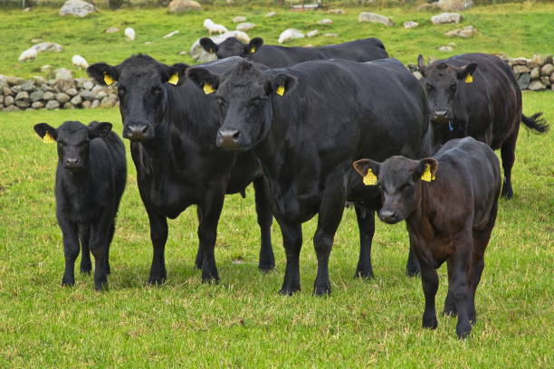 istock Cattle on a pasture in Norway, Europe 2150003709
