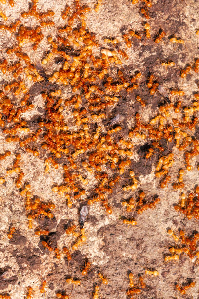istock Yellow ants on the ground. Close-up 2150003937