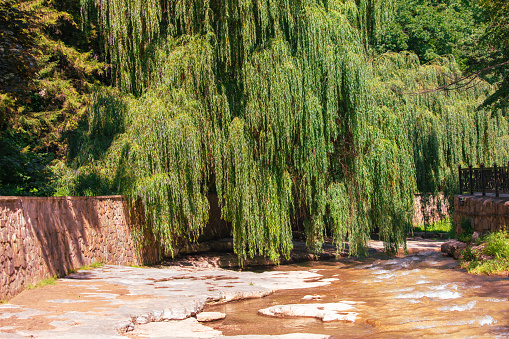 Willow on a stone river in summer.