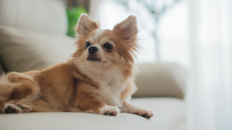 Chihuahua dog on a sofa home