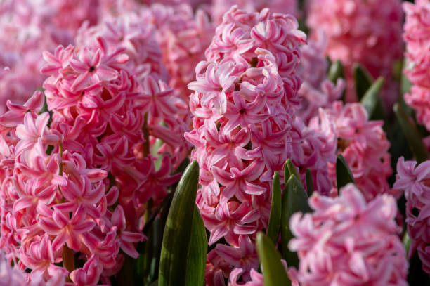 istock Flower cultivation in the Netherlands, agriculture. 2150004053
