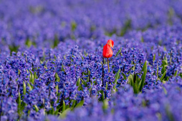 istock Flower cultivation in the Netherlands, agriculture. 2150004074